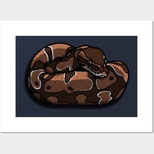 Ball Python Snake Coiled Posters and Art